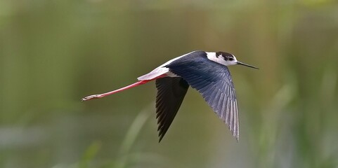 kingfisher on a branch