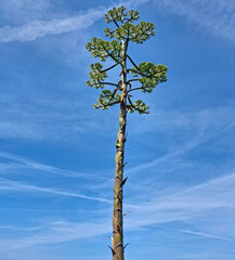 Obraz premium elegant and austere araucaria towering against the sky