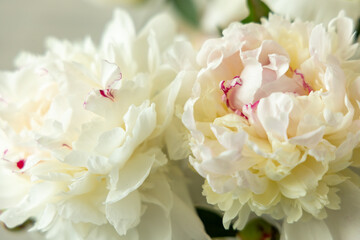 Bouquet of white peonies in soft natural light.