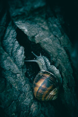 A close up of a snail with a shell on an old tree