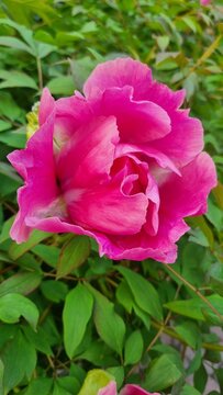 pink peone in garden, tree peony pink. peony flower on a branch in the garden. pink peony bush. macro photo of a peony. large peony flower on a branch with green leaves.