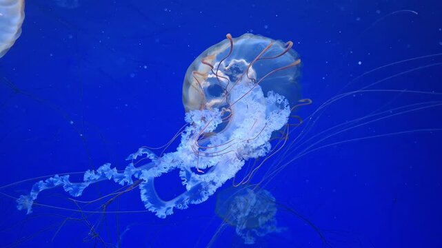 Medusas swims underwater. Beautiful jellyfishes swims in a water