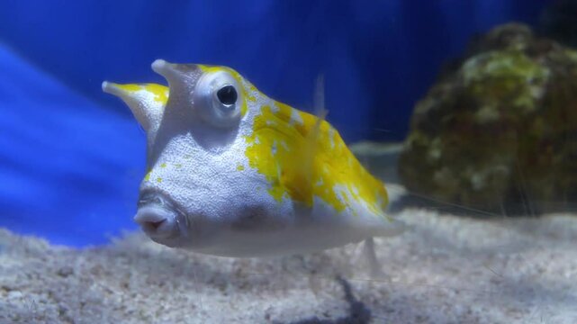 Longhorn cowfish, Lactoria cornuta or horned boxfish - species of marine ray-finned fish belonging to family Ostraciidae, boxfishes. View through glass of aquarium