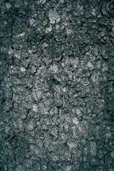A close up of a Fir bark texture