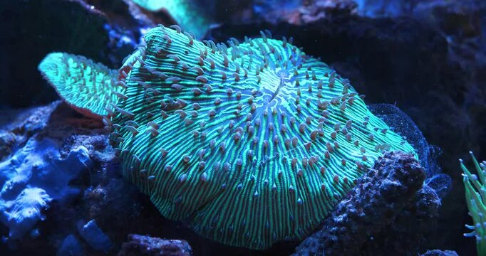 Spineless animals. Amplexidiscus fenestrafer, also known as elephant ear anemone, is a species of coral belonging to phylum Cnidaria