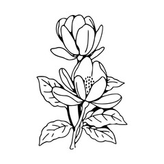 botanical line art of blooming flowers