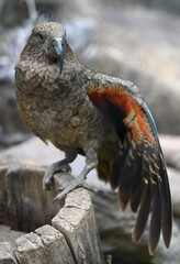 Nestor kea animal zoo bird from New Zealand