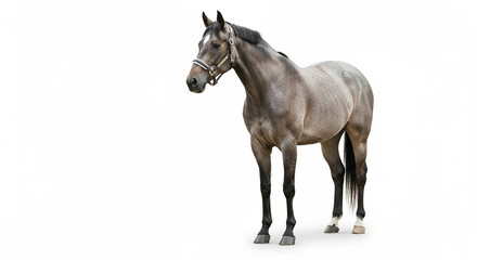 Fototapeta premium horse isolated on white background