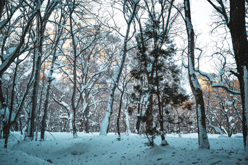 A quiet winter forest covered in deep snow, with bare trees framing a soft mountain glow in the background. The muted colors and calm composition evoke a serene, meditative atmosphere.