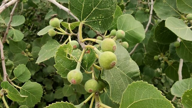 Common Fig or the Ficus Carica green fruits on a tree