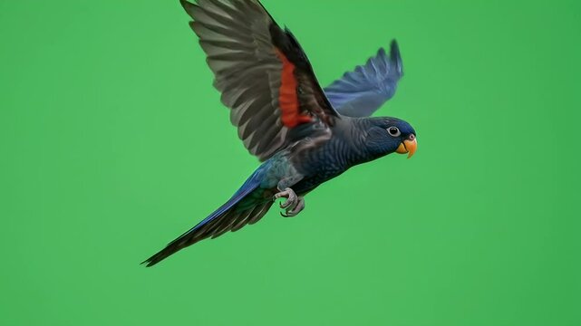 Blue-Headed Parrot in Flight: Vibrant Plumage on Green Screen