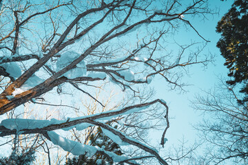 Obraz premium Snow-covered tree branches stretch across a clear blue winter sky, creating a natural pattern of lines and shapes. The bright morning light highlights the contrast between snow and wood.
