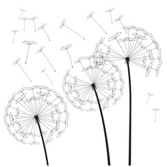 Black vector dandelions. EPS Illustration