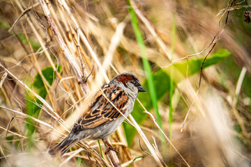 sparrow on the grass