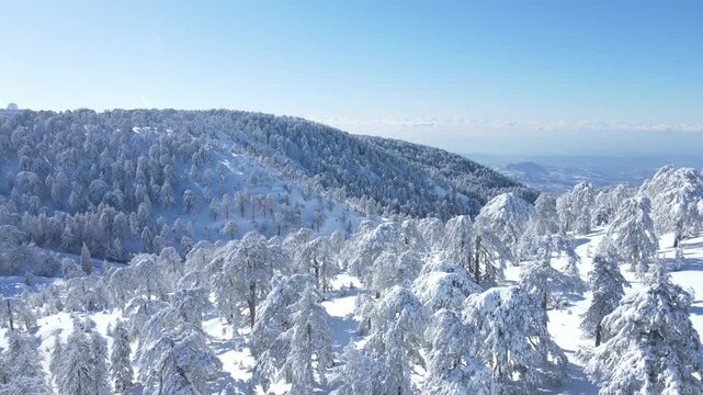 Aerial drone footage of the Troodos Mountains in Cyprus blanketed in snow, with all trees fully covered, creating a stunning white winter landscape under a clear sky