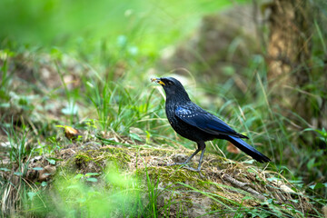 Blue whistling thrush  Bird with Prey in a Lush Forest.