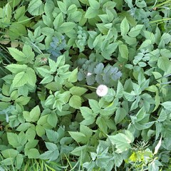 green leaves background