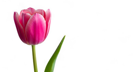 Fototapeta premium Close-up of a Vibrant Pink Tulip with a Single Leaf