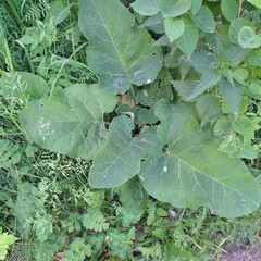 green leaves background burdock plant