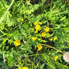 dandelions in the grass
