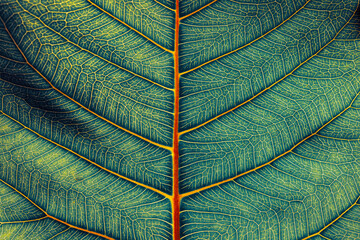 Leaf texture background, Detail of Bodhi leaf vein, Image color toned process