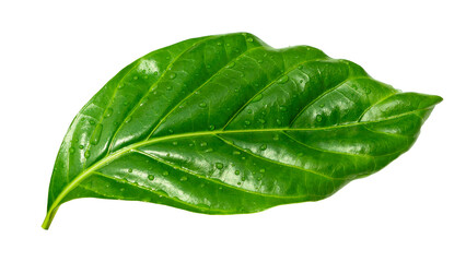 Water drops splashing on green leaf isolated on white background with clipping path. Noni indian mulberry leaf.