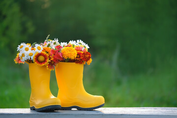 Yellow rubber boots with bright flowers in garden, nature background. summer season. rustic still life with seasonal flowers.