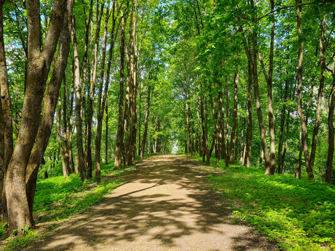 Summer shady alley. Rural landscape - Powered by Adobe