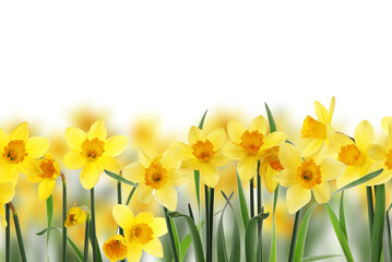 Beautiful yellow daffodil flowers on white background