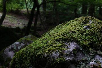 苔の生えた大きな岩