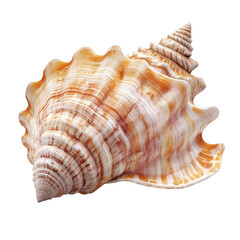 Large spiral seashell with wavy ridges and brownish-orange stripes. Png, Transparent background.