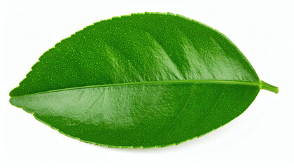 Lemon leaf isolated on white background with clipping path, fresh green citrus foliage botanical design element