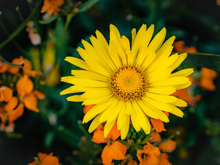 Glacier Leopard's Bane in full bloom in a public park in Copenhagen, Denmark. Bright yellow petals and lush green foliage highlight the beauty of this vibrant wildflower.