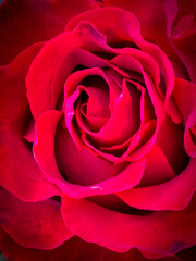 Crimson Rapture Delving Into The Richness Of A Red Rose Bud Background