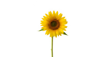 A solitary sunflower with vibrant yellow petals and green stem.