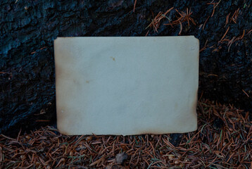 Weathered texture of old vintage paper lies on forest ground beside tree bark