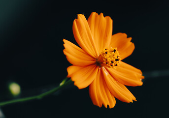 Lindas fotos tiradas no quintal de casa, com suas belas cores e natureza linda.