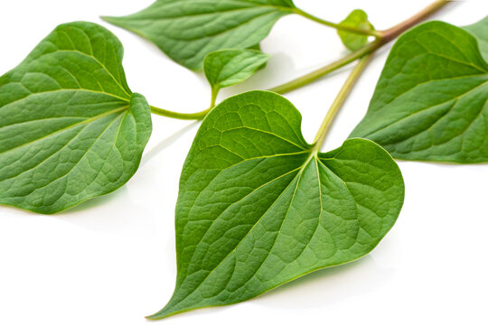 Plu kaow leaves on white background isolated