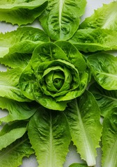 Fototapeta premium Lettuce Rose Arrangement - Fresh green lettuce leaves artfully arranged to resemble a rose, ideal for culinary or healthy lifestyle visuals