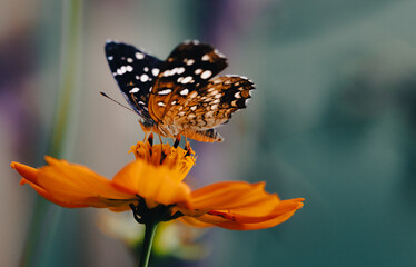 Lindas fotos tiradas no quintal de casa, com suas belas cores e natureza linda.
