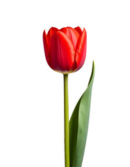 Naklejka premium Tulips, Generated image