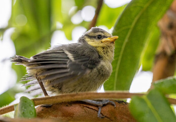 Young Blue Tit Perched on Tree Branch
