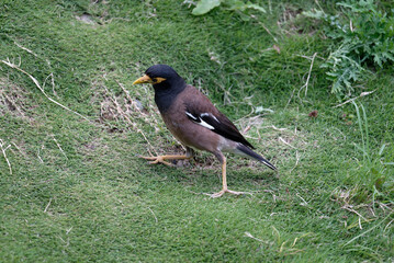 A flock of common myna on the ground