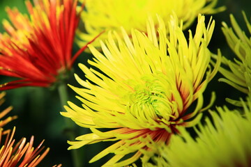 Chrysanthemum flowers,close-up of yellow Chrysanthemum flowers in full bloom in the garden