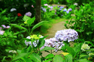 Garden scenery with blooming colorful Hydrangea or Big-leaf Hyrdangea flowers and path
