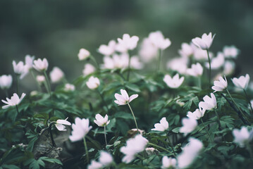 White anemone flowers growing in spring forest, natural seasonal background