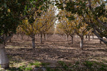 Pistachio plants in autumn in the Cuyo region of Argentina.