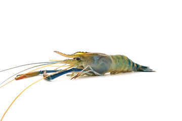 Fresh river prawns isolated on white background. Big freshwater prawns. River prawns for cooking.