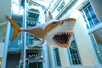 giant megalodon shark from prehistoric times is on display at the Smithsonian Institution's National Museum of Natural History in Washington, DC.