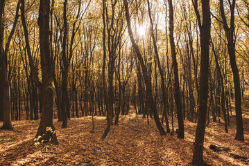 Middle of the autumn forest. Sun is shining through colorful leaves. Seasonal fall background